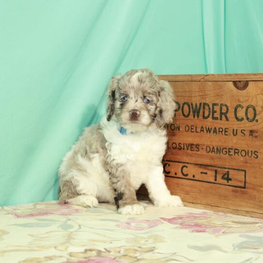 Cockapoo-DOG-Female-White / Chocolate Merle-2908-Petland Pensacola, Florida