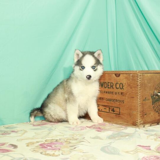 Siberian Husky DOG Male Agouti / White 2909 Petland Pensacola, Florida