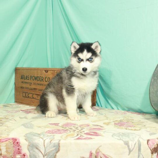 Siberian Husky DOG Female Black / White 2910 Petland Pensacola, Florida