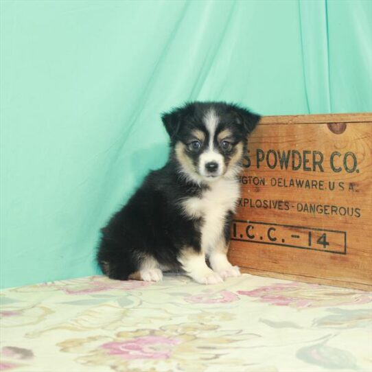 Miniature Australian Shepherd DOG Female Black / Tan 2911 Petland Pensacola, Florida