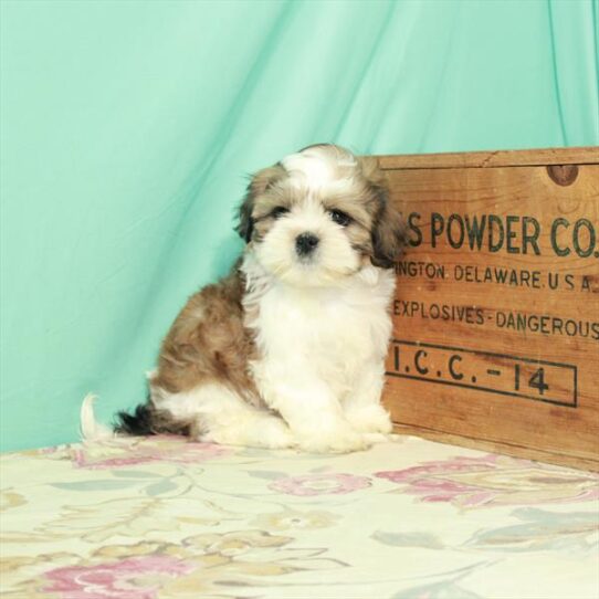 Shih Tzu DOG Male White / Gold 2912 Petland Pensacola, Florida