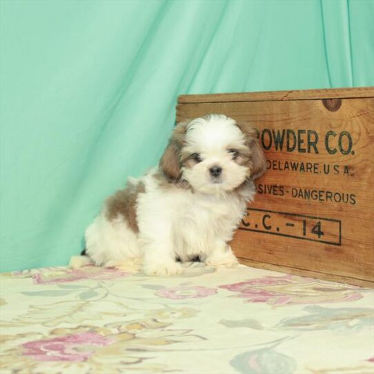 Shih Tzu DOG Female White / Blue Fawn 2913 Petland Pensacola, Florida