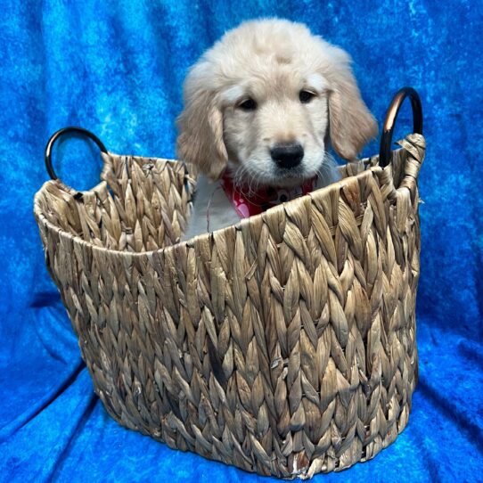 Golden Retriever DOG Male Golden 2932 Petland Pensacola, Florida