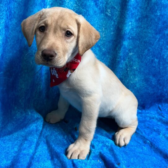 Labrador Retriever DOG Female Yellow 2923 Petland Pensacola, Florida