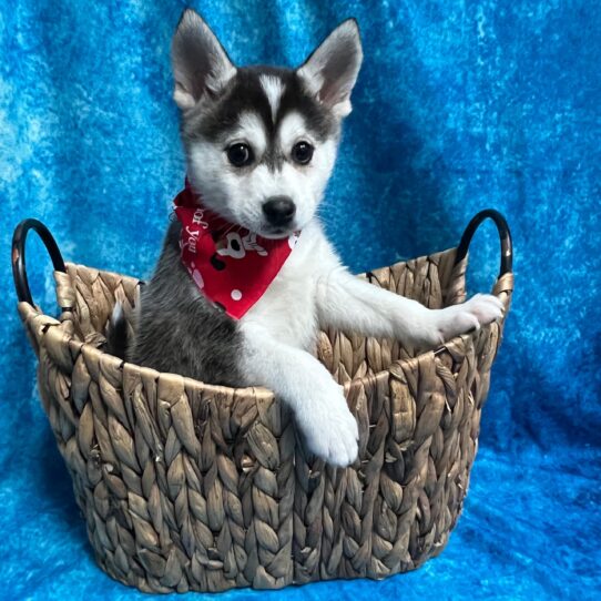 Alaskan Klee Kai-DOG-Male-Black/White-2921-Petland Pensacola, Florida