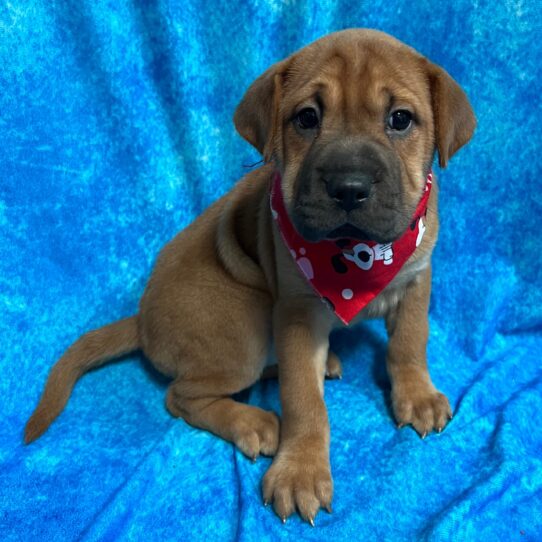 Shar Pei/Beagle DOG Female Red 2922 Petland Pensacola, Florida