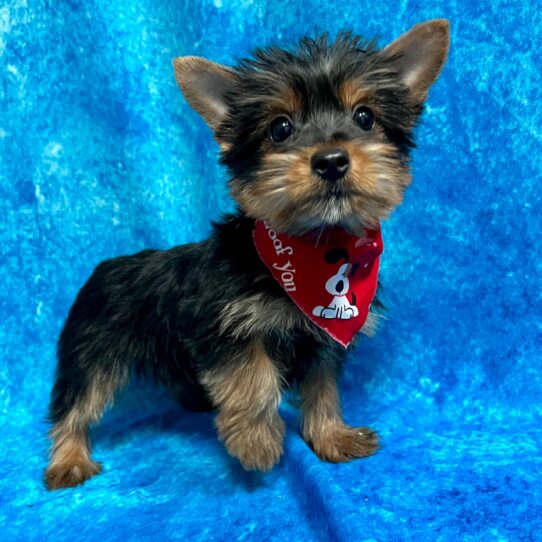 Silky Terrier DOG Female Black/Tan 2931 Petland Pensacola, Florida