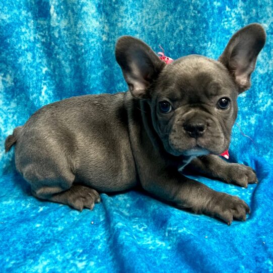 French Bulldog DOG Male Blue 2914 Petland Pensacola, Florida