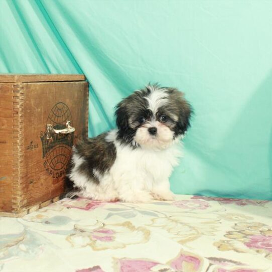 Shih Tzu DOG Male White / Gold 2950 Petland Pensacola, Florida