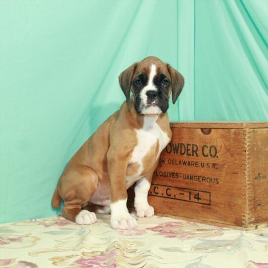 Boxer DOG Male Fawn 2951 Petland Pensacola, Florida