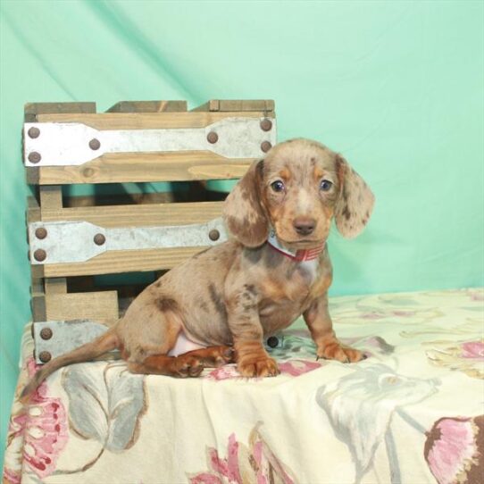 Dachshund DOG Female Chocolate / Tan 2952 Petland Pensacola, Florida