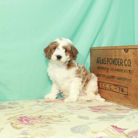 Cavapoo DOG Male Blenheim / White 2953 Petland Pensacola, Florida