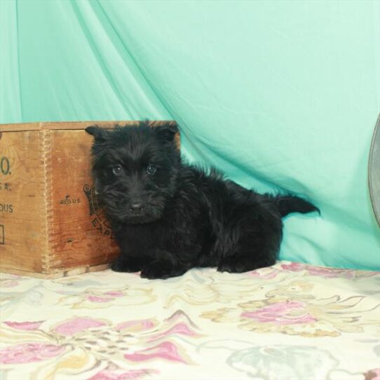 Scottish Terrier DOG Male Black 2954 Petland Pensacola, Florida