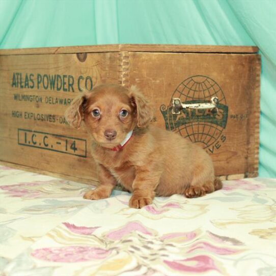 Chiweenie DOG Female Red 2955 Petland Pensacola, Florida