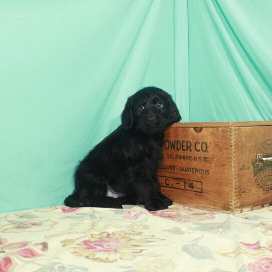 Labradoodle DOG Male Black 2957 Petland Pensacola, Florida