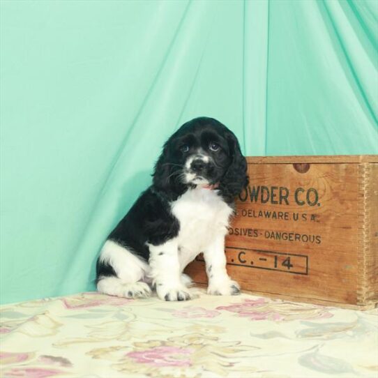 Cocker Spaniel DOG Female Black / White 2958 Petland Pensacola, Florida