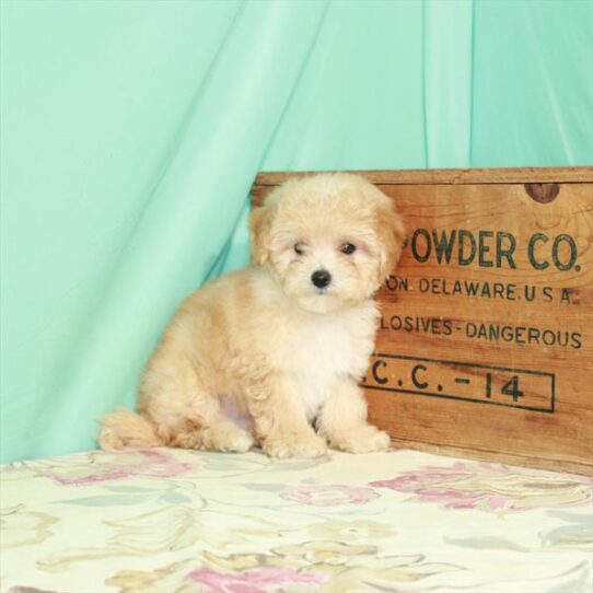 Maltipoo-DOG-Male-Apricot-2960-Petland Pensacola, Florida