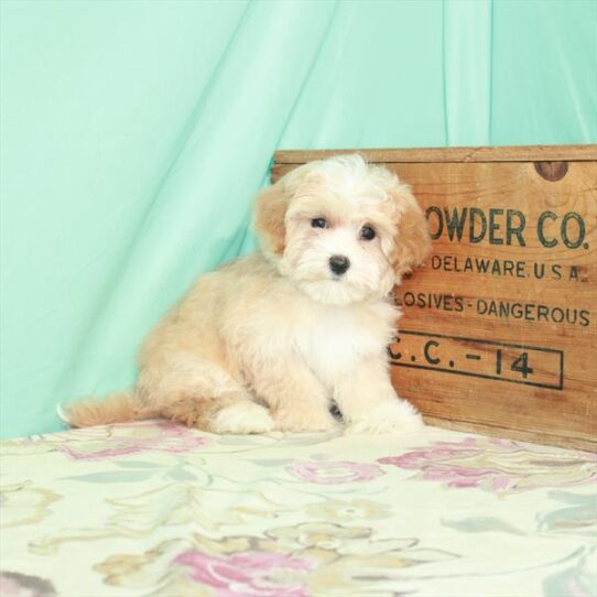 Maltipoo DOG Female Apricot 2961 Petland Pensacola, Florida