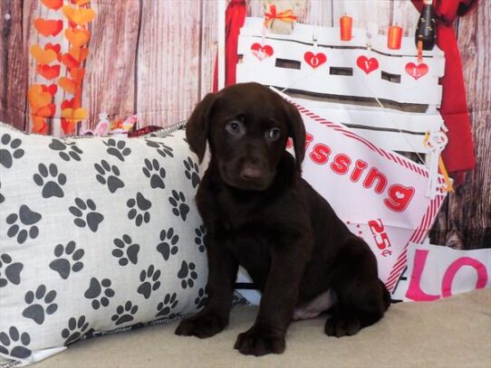 Labrador Retriever DOG Male Chocolate 2963 Petland Pensacola, Florida