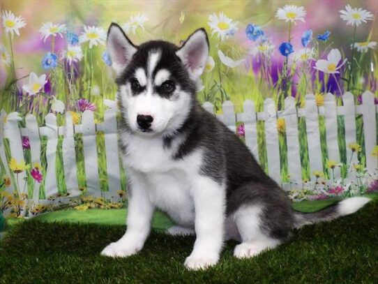 Siberian Husky DOG Female Black / White 2964 Petland Pensacola, Florida