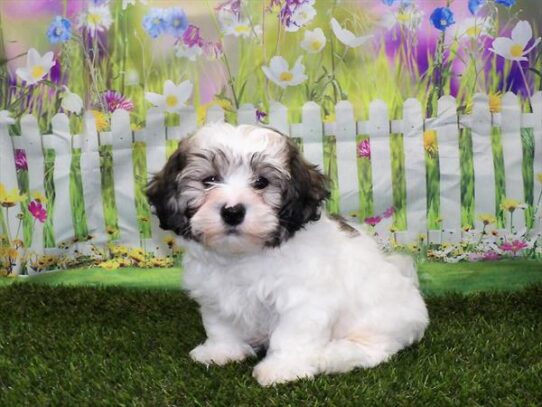 Teddy Bear DOG Male White / Gold 2965 Petland Pensacola, Florida