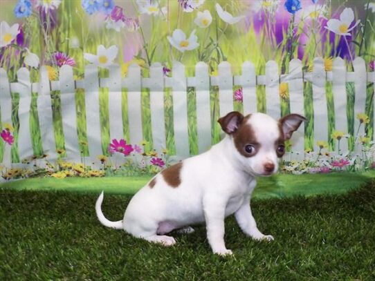 Chihuahua DOG Female Chocolate 2966 Petland Pensacola, Florida