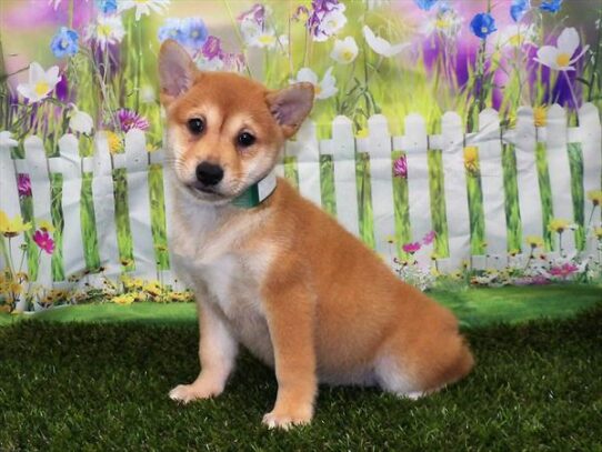 Shiba Inu DOG Female Red Sesame 2968 Petland Pensacola, Florida