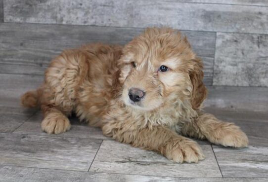 Mini Goldendoodle-DOG-Male-Red-2970-Petland Pensacola, Florida