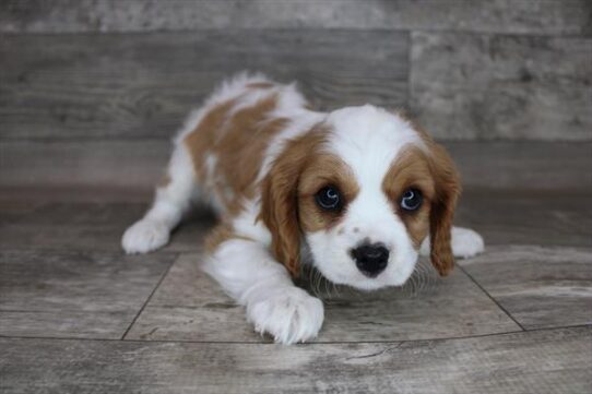 Cavalier King Charles Spaniel DOG Male Blenheim 2971 Petland Pensacola, Florida