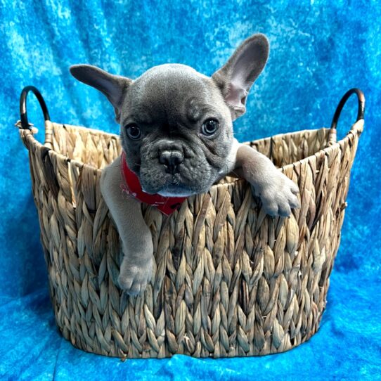 French Bulldog DOG Male Dark Blue Fawn 2859 Petland Pensacola, Florida