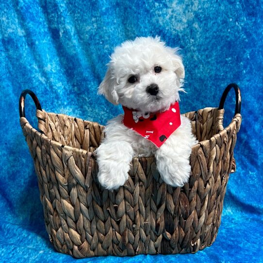 Bichon DOG Male White 2981 Petland Pensacola, Florida