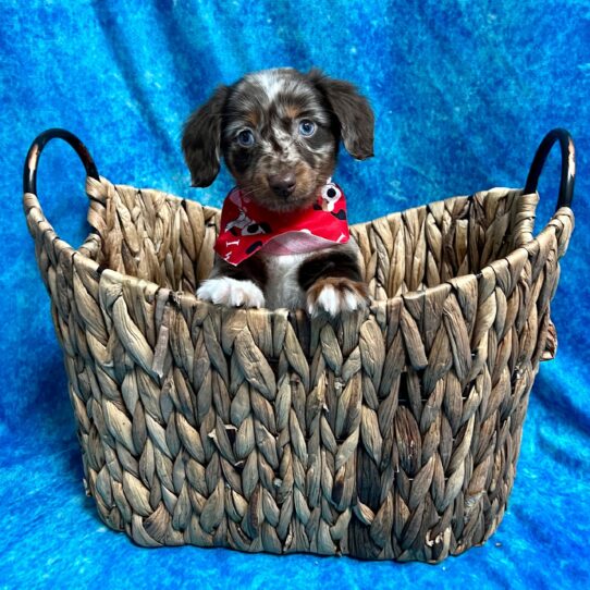 Dachshund DOG Male Chocolate Dapple 2982 Petland Pensacola, Florida