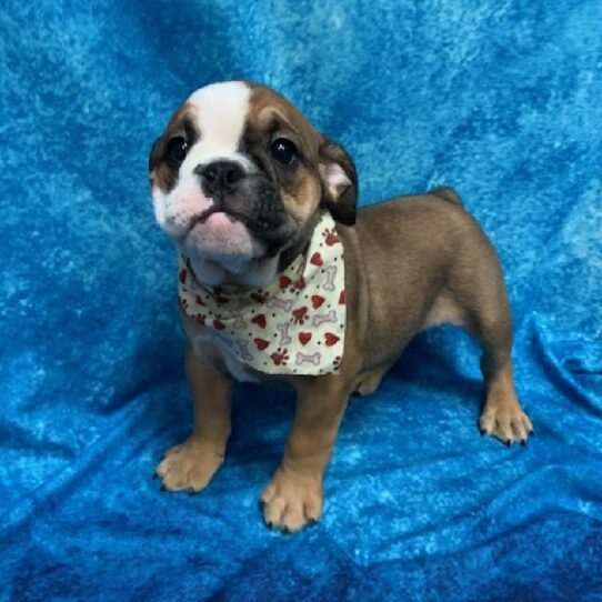 Beabull DOG Female Brown/White 606 Petland Pensacola, Florida