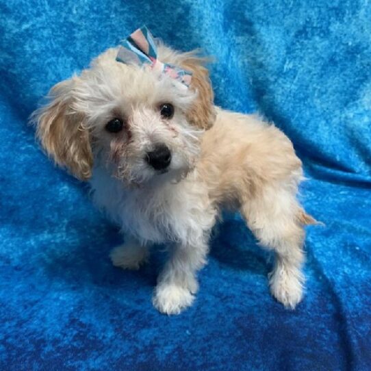 Bichon-Poodle-DOG-Female-Apricot-634-Petland Pensacola, Florida