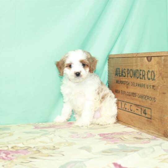 Cavapoo DOG Male Blenheim / White 3010 Petland Pensacola, Florida