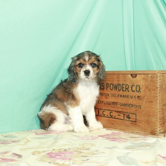 Cocker Spaniel-DOG-Male-Red Roan-3011-Petland Pensacola, Florida