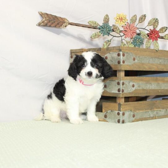 Cavapoo DOG Female White / Black 3012 Petland Pensacola, Florida