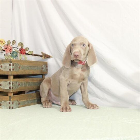 Weimaraner DOG Male Silver Gray 3015 Petland Pensacola, Florida