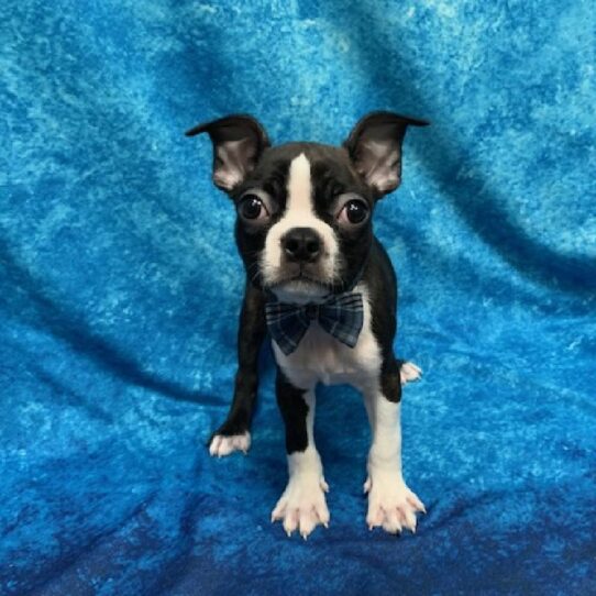 Boston Terrier-DOG-Male-Brindle/White-617-Petland Pensacola, Florida