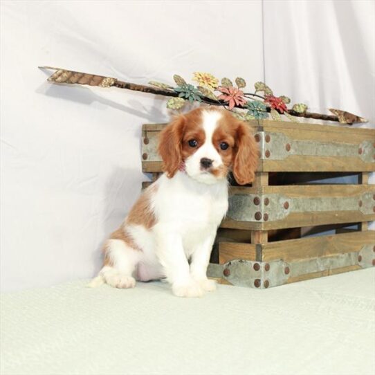 Cavalier King Charles Spaniel DOG Female Blenheim / White 3018 Petland Pensacola, Florida