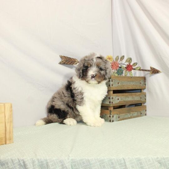 Bernedoodle-DOG-Female-Blue Merle White / Tan-3019-Petland Pensacola, Florida