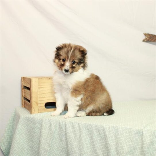 Sheltie-DOG-Female-Sable / White-3020-Petland Pensacola, Florida