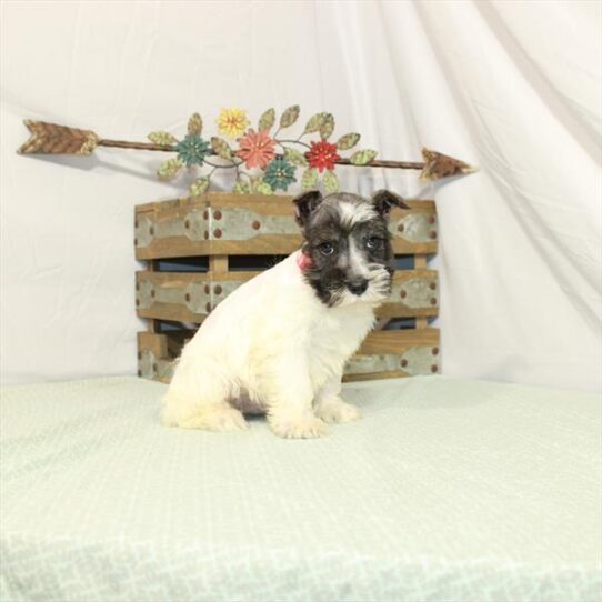 Mini Schnauzer DOG Male Salt / Pepper 3021 Petland Pensacola, Florida