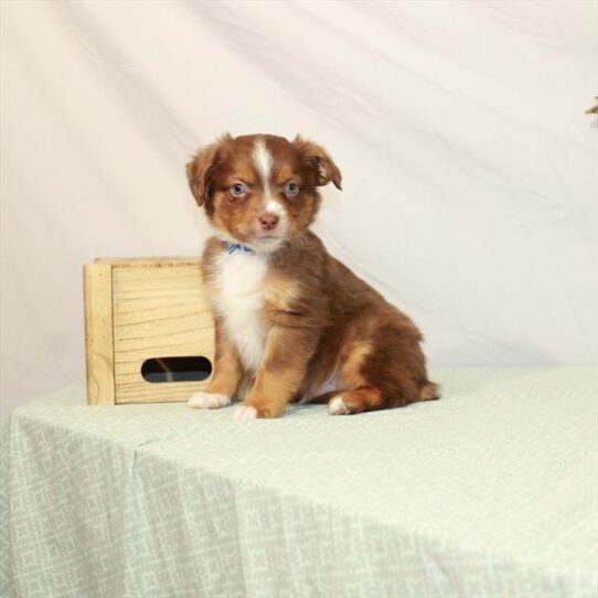 Australian Shepherd DOG Male Chocolate / Tan 3023 Petland Pensacola, Florida