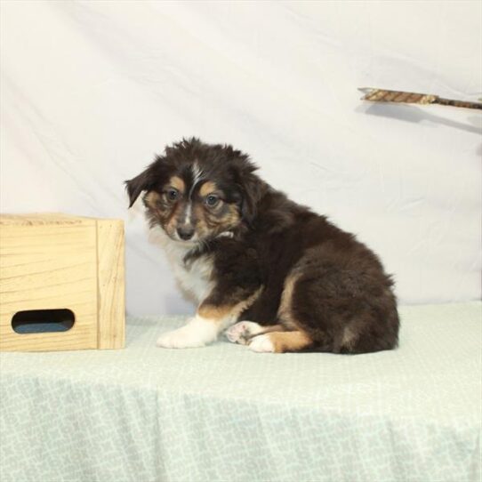 Australian Shepherd DOG Female Black / Tan 3024 Petland Pensacola, Florida