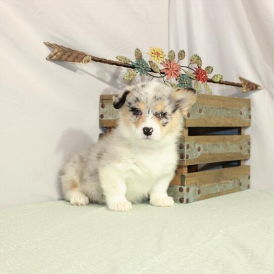 Amer Corgi DOG Female Blue Merle / Tan 3025 Petland Pensacola, Florida