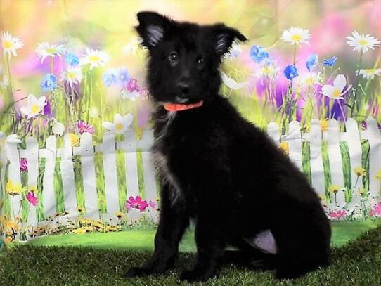 Belgian Tervuren-DOG-Female-Black-3026-Petland Pensacola, Florida