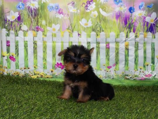 Silky Terrier-DOG-Male-Black / Tan-3027-Petland Pensacola, Florida