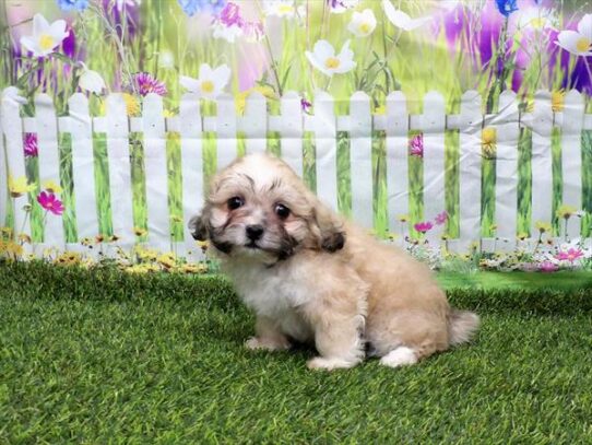 Teddy Bear DOG Female White / Gold 3028 Petland Pensacola, Florida