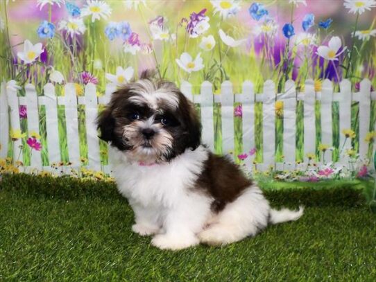 Shih Tzu DOG Male White / Gold 3029 Petland Pensacola, Florida